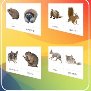 May include: Educational flashcards featuring various small mammals. The cards display images of a vole, lemming, marmot, squirrel, chinchilla rat, coypu, mara, and chinchilla. Each card has the animal's name printed below the image.