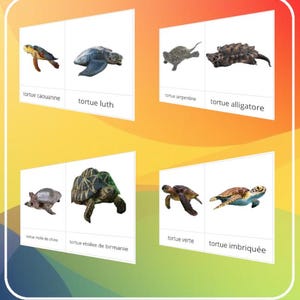 Montessori - Carte de nomenclature de 36 races de tortues / Script et cursif