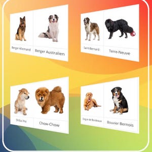 Montessori - Carte de nomenclature de 70 races de chiens / Script et cursif inclus