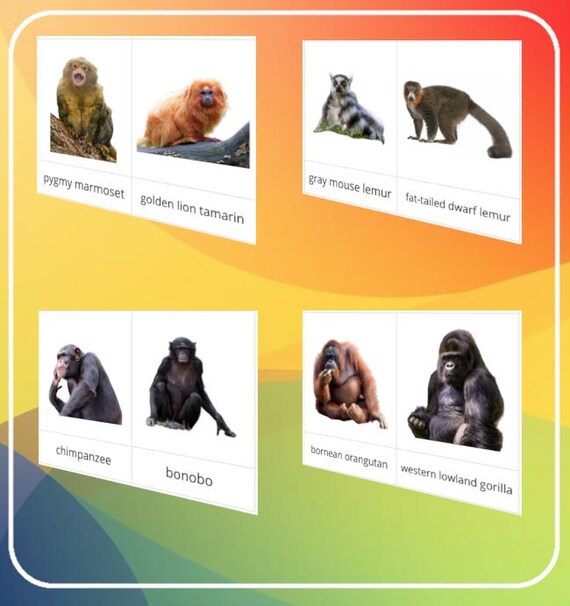 Types Of Primates Types Of Primates