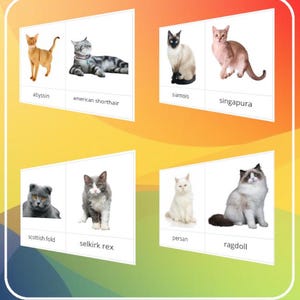 Montessori - Carte de nomenclature de 54 races de chats / script et cursif