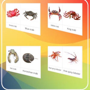 May include: A colorful educational graphic featuring various crustaceans. The image displays a snow crab, blue crab, edible crab, king crab, yeti crab, horseshoe crab, red spiny lobster, and pink spiny lobster, each labeled with its name.