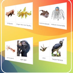 Montessori - 20 Amazing Animals Nomenclature Card / Script and Cursive