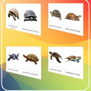 May include: A colorful educational graphic featuring eight different types of turtles. The turtles are labeled with their names, including Galapagos giant tortoise, Aldabra giant tortoise, leopard tortoise, and Asian box turtle.