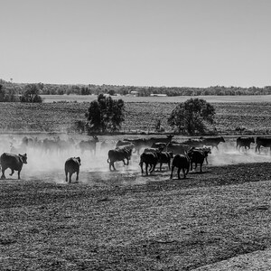 Stampede - Digital Print