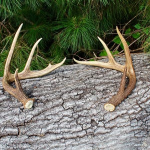 Deer Antlers, craft grade, Whitetail deer antlers. Mule deer Antlers, Antler decor, whole deer antler.