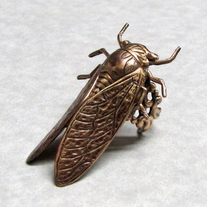 Forest Cicada RIng