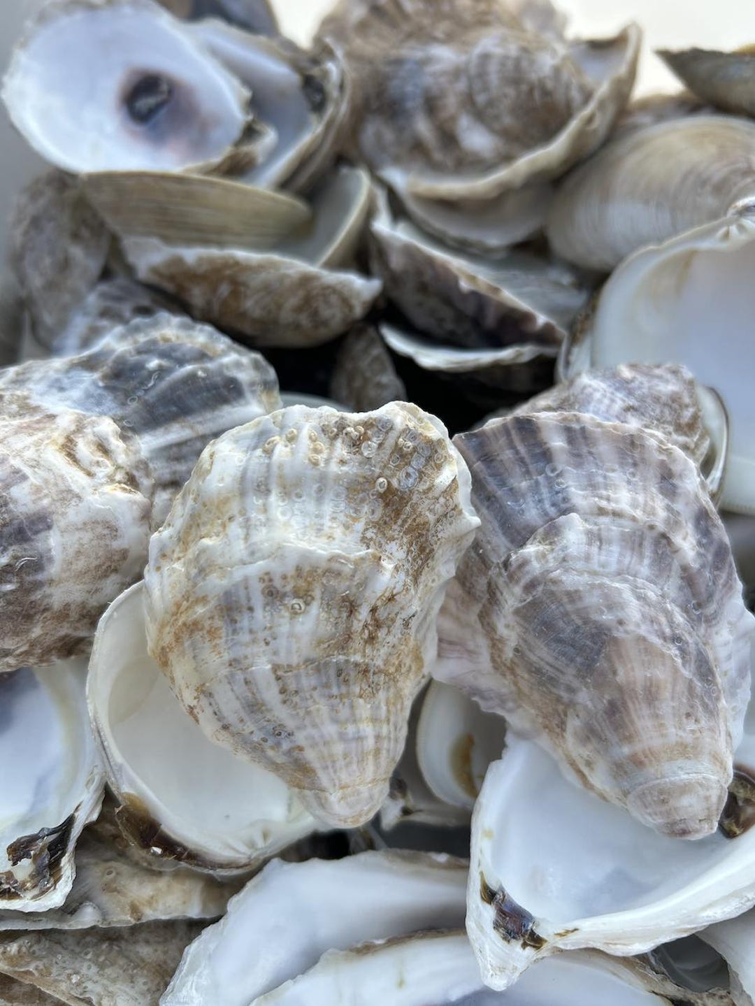 Natural Oyster Shells and Clam Shells: Cleaned Crafting Shells, Coastal ...