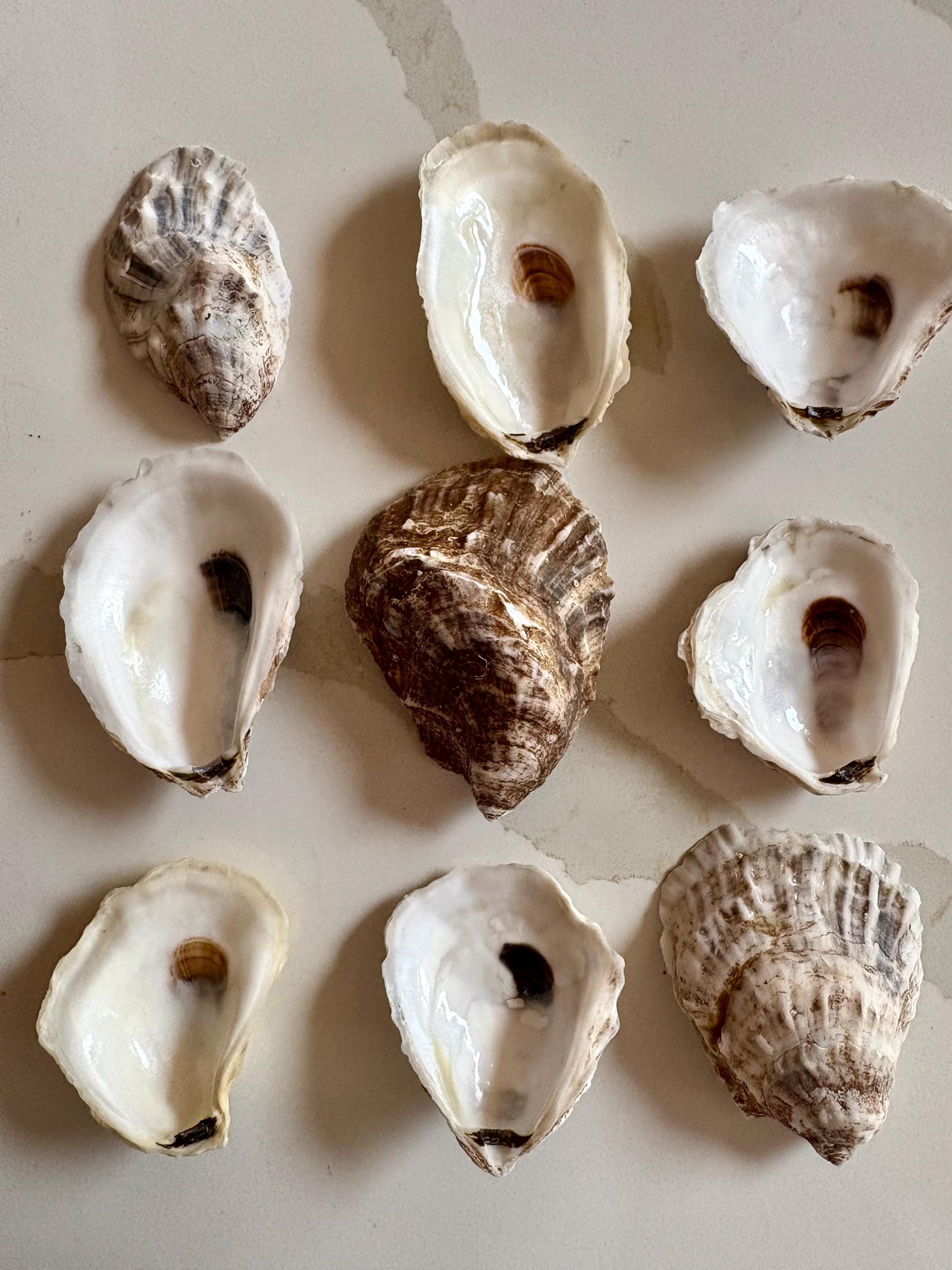 Shellaceded Oyster Shell Natural Oyster Shells and Clam Shells: Cleaned Crafting Shells, Coastal ...