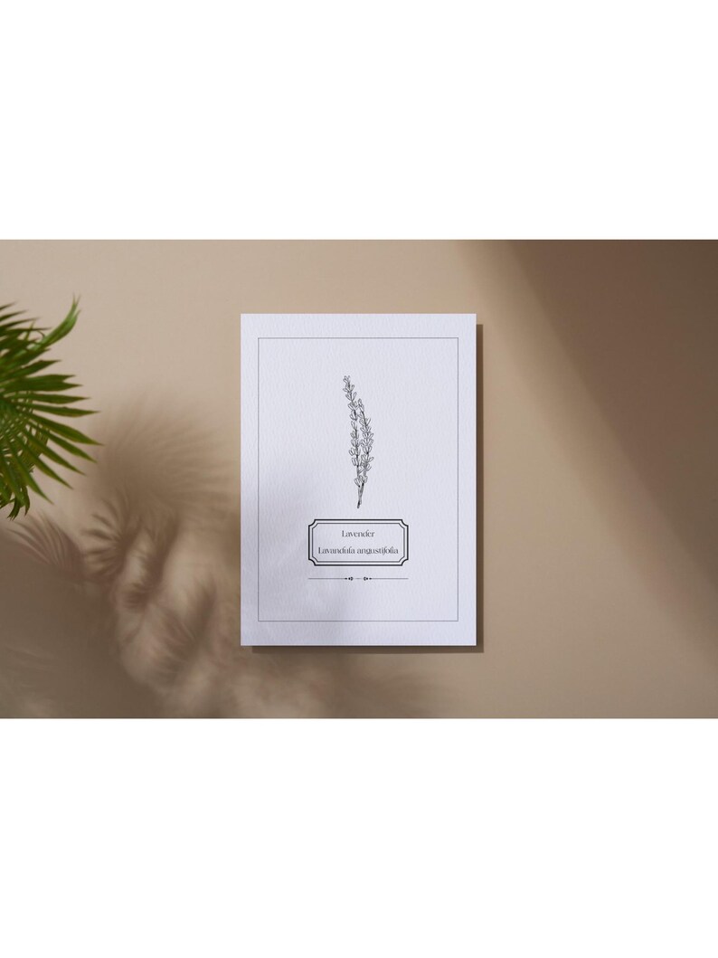 May include: A white rectangular print featuring a black and white botanical illustration of lavender. The print includes the word "Lavender" and the scientific name "Lavandula angustifolia" in a decorative frame.