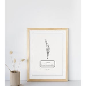 May include: A framed print featuring a black and white botanical illustration of lavender. The print includes the word "Lavender" and the scientific name "Lavandula angustifolia". The frame is light brown.