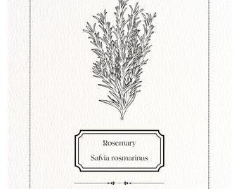 Rosemary Botanical Print – Vintage Digital Download, Latin Name Illustration, Herbal Apothecary Aesthetic, Printable Wall Art Poster