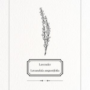 May include: A botanical illustration of lavender on a white background. The image features a detailed pen and ink drawing of a lavender sprig above a rectangular label with the words "Lavender" and "Lavandula angustifolia".