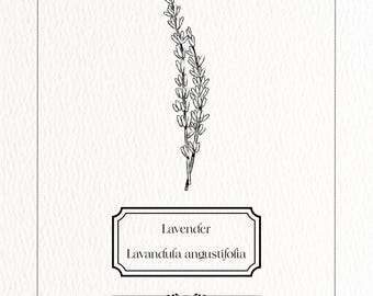 Lavender Botanical Print – Vintage Digital Download, Latin Name Illustration, Herbal Apothecary Aesthetic, Printable Wall Art Poster
