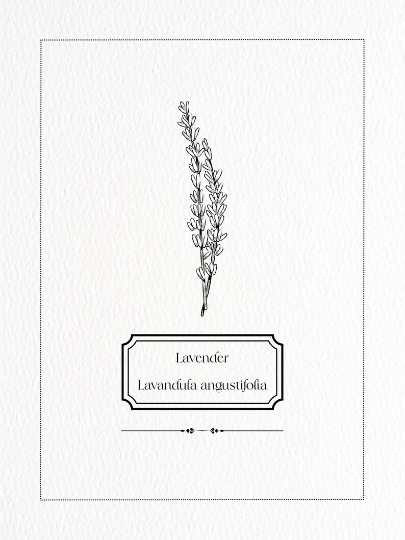 May include: A botanical illustration of lavender on a white background. The image features a detailed pen and ink drawing of a lavender sprig above a rectangular label with the words "Lavender" and "Lavandula angustifolia".