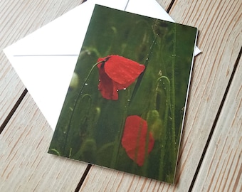 Papaver rhoeas - Red Poppies at Dusk - Blank Card - Original Photo by Quintessential Arts