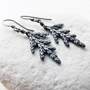 Thuja plicata - Western Red Cedar Tree -Shorter - Pure Silver Real Leaf Earrings  by Quintessential Arts