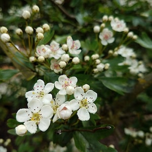 Puede incluir: Primer plano de una flor de espino blanco con centros rosados. La flor est&aacute; en plena floraci&oacute;n y est&aacute; rodeada de hojas verdes.