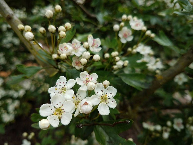Puede incluir: Primer plano de una flor de espino blanco con centros rosados. La flor est&aacute; en plena floraci&oacute;n y est&aacute; rodeada de hojas verdes.