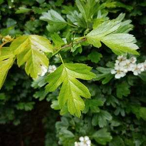 Puede incluir: Primer plano de hojas verdes con algunas flores blancas en el fondo.