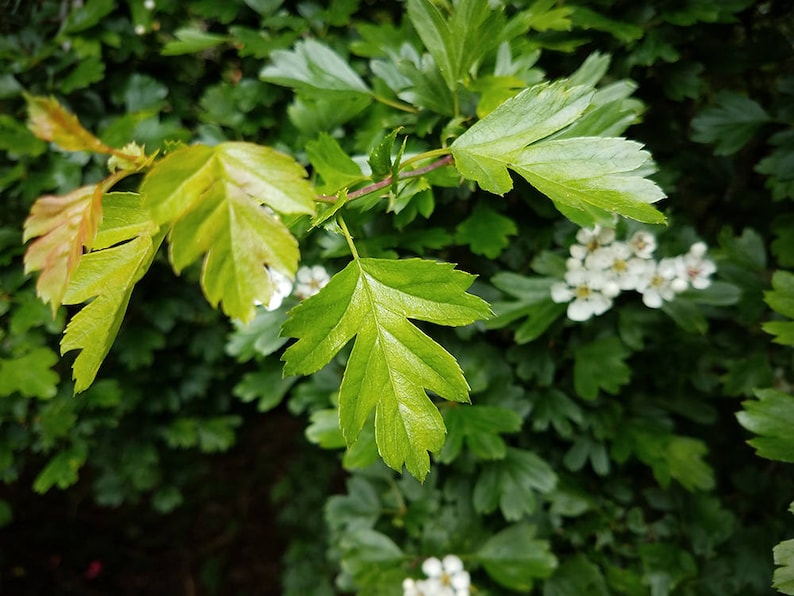 Puede incluir: Primer plano de hojas verdes con algunas flores blancas en el fondo.