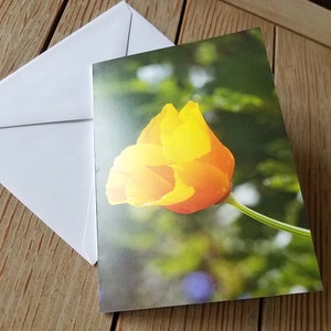 Eschscholzia californica - California Poppy - Blank Card - Original Photo by Quintessential Arts