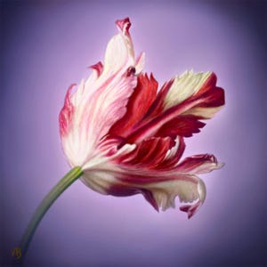 Poster Tulipano Pappagallo, serie Linguaggio dei Fiori, stampa botanica, decorazione floreale da parete, regalo di arte floreale