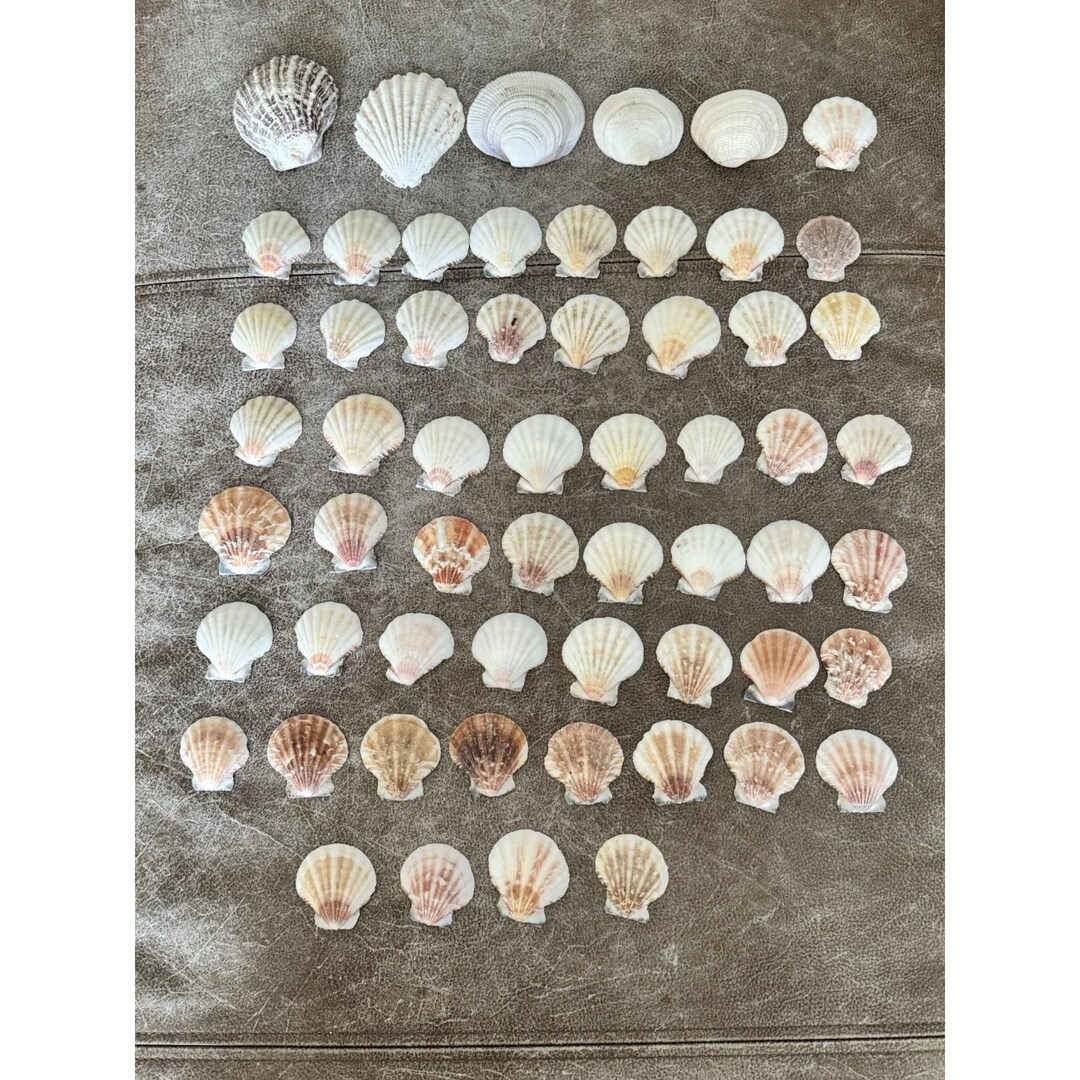 Fan Sea Shells Lot of 58 Vintage Scallop Clam Fan Shells Seashells 2-3.5