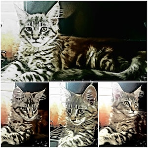 Cartoon Cat. Collage Cat