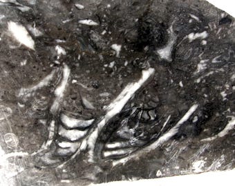 Crinoid Fossil Marble Rough Rock from Mexico 9 lbs. 7 oz. Slab Saw Cabbing Rough