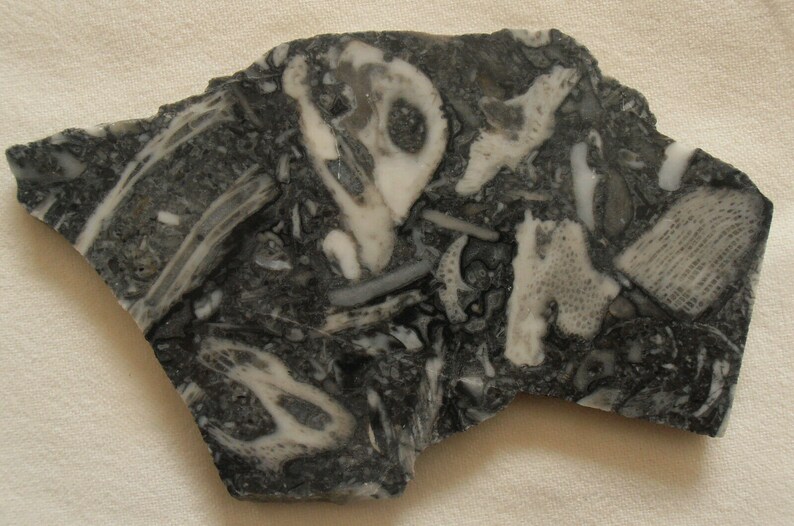 Stone Crinoid Fossil Marble Slab 4.81oz Cabbing Lapidary Gemstone Rough Cabochon Slab #0303