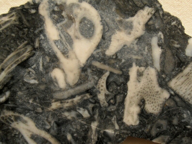Stone Crinoid Fossil Marble Slab 4.81oz Cabbing Lapidary Gemstone Rough Cabochon Slab #0303