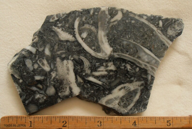 Stone Crinoid Fossil Marble Slab 4.81oz Cabbing Lapidary Gemstone Rough Cabochon Slab #0303