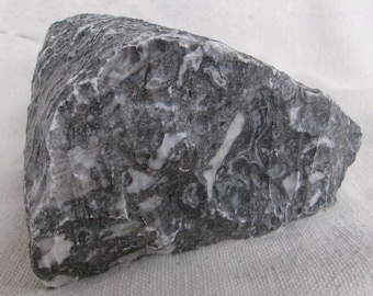Crinoid Fossil Rough Rock from Mexico 3 lb. 15 oz. Fossil Marble Stone