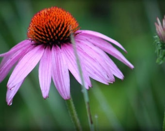 ACEO photograph, flower mini print, pink, green -- "Misty Morning" (2.5 x 3.5 inches)