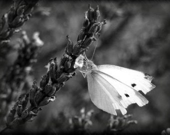 ACEO photograph, black and white, butterfly, mini print -- "Lavender Lunch" (2.5 x 3.5 inches)