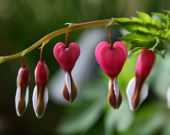 Red flower ACEO photograph, mini print, green, bleeding heart -- "Heartstrings" (2.5 x 3.5 inches)