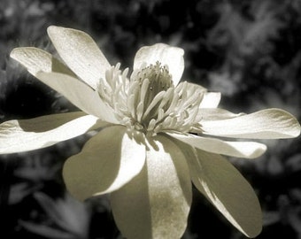 Mini photograph, ACEO photo, yellow, gray -- "Sunny Buttercup" (2.5 x 3.5 inches)