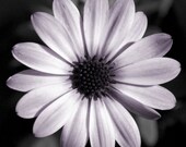 Flower photo, purple, wall art, nature, symmetry, home decor, -- "Perfectly Imperfect", a 10x10-inch fine art photograph