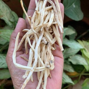May include: A handful of dried, off-white, slender, and curved plant stems. The stems have a slightly rough texture and are held in an open hand. The background shows green foliage.