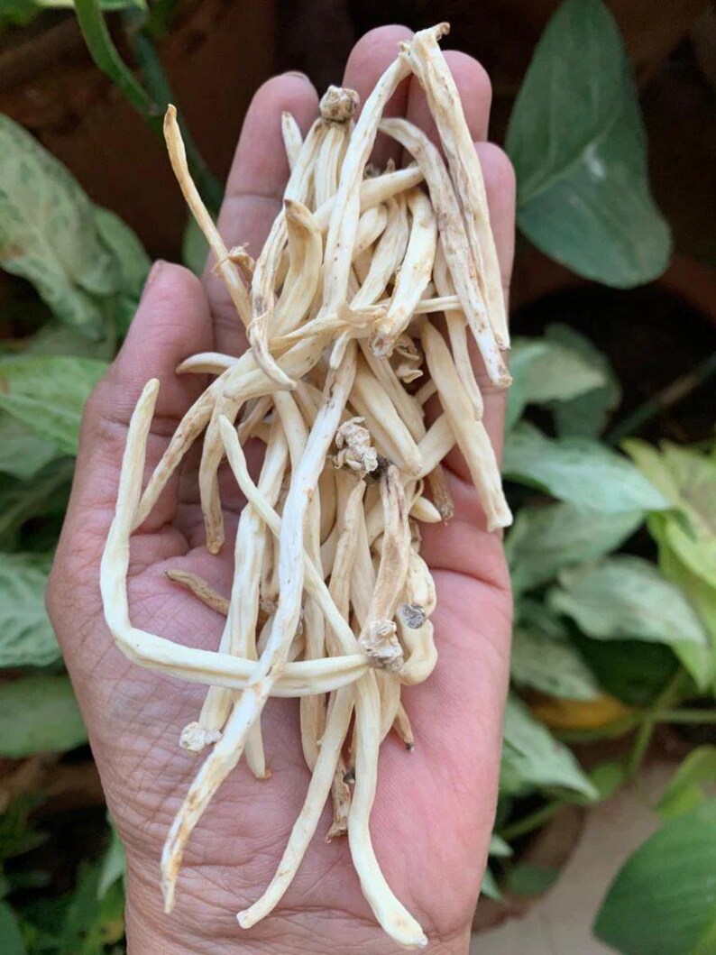 May include: A handful of dried, off-white, slender, and curved plant stems. The stems have a slightly rough texture and are held in an open hand. The background shows green foliage.