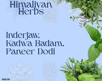 Inderjau, Kadwa Badam, Himmelsfrucht, Paneer Dodi Phool, Inderjau Kadwa, Bitter Almond 300 Gm Kombipackung