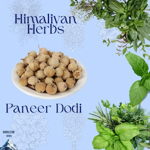 Peut inclure: Un bol blanc rempli de Paneer Dodi, une herbe, est centré sur un fond bleu clair. Les textes "Himaliyan Herbs" et "Paneer Dodi" sont affichés. Des herbes vertes fraîches sont disposées autour du bol.