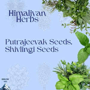Semillas de Putrajeevak y semillas de Shivlingi, Churna, paquete combinado de 100 g (50 g de cada hierba).