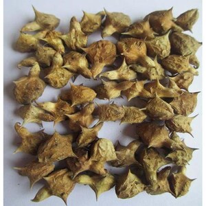 Safed Musli, Kaunch Beej, Ashwagandha, Gokhru 200 Gm Combo Pack image 4
