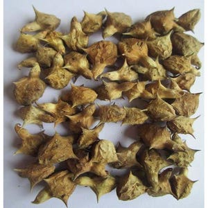 Safed-musli, Kaunch Beej, Gokhru, Shatavar, Ashwagandha 250 gram combopakket afbeelding 5