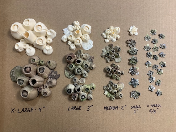 Barnacles, Ocean Style, Coastal, Beach Life Decor, Crafts