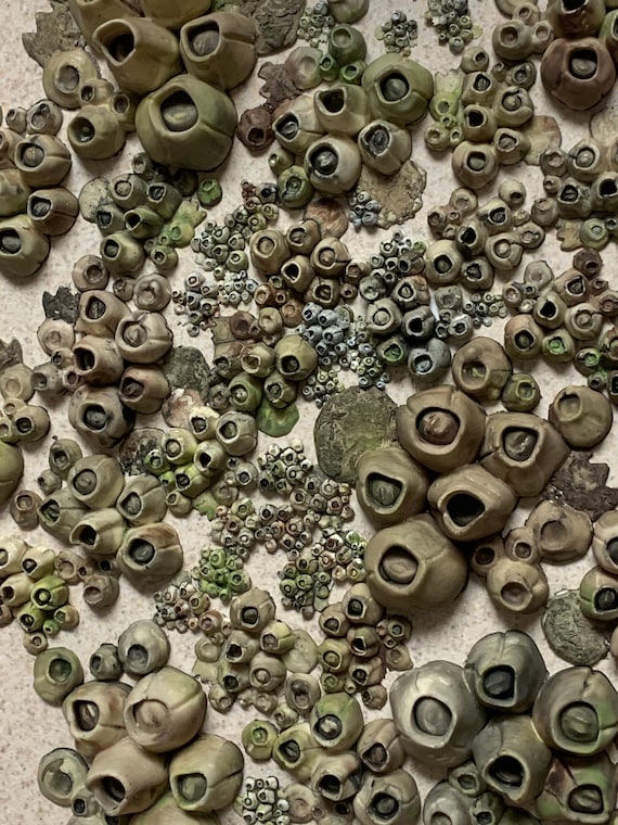 Barnacles, Ocean Style, Coastal, Beach Life Decor, Crafts