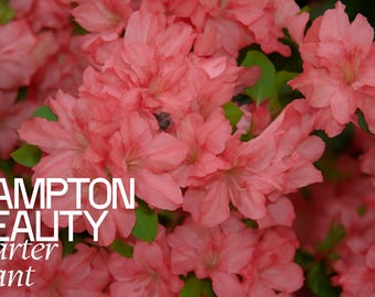 Hampton Beauty Azalea Rhododendron - Live Rooted Starter Plant - Rare Heavy Blooming Deciduous Shrub