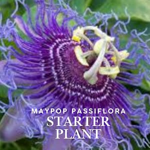 Maypop Passionflower – Passiflora incarnata – Live Starter Plant – Hardy Vine with Exotic Purple Blooms